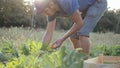 Young farmer harvesting a bush pumpkin in wood box at field of organic farm. Royalty Free Stock Photo