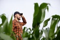 A young farmer inspects a field of green corn. Agricultural industry