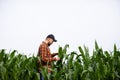 A young farmer inspects the stems and leaves of green corn for pests. Agricultural industry