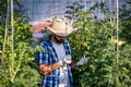 Young farmer man checking the leaves in his greenhouse with tomato plants to prevent vegetable diseases and insect to destroy his Royalty Free Stock Photo