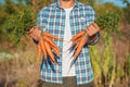 Young Farmer Man staying and Holding bunch harvested Fresh Carrot in Garden. Natural Organic Bio Vegetables. Country Village