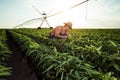 Young farmer in pepper fields