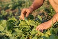 Young farmer picking organic cucumbers at eco farm. Royalty Free Stock Photo