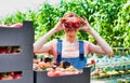 Young farmer playing with tomatoes in crate at greenhouse