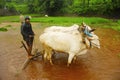 Young farmer plowing rice paddy field with a pair of oxen, near Lavasa