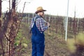 Young man pruning branches of fruit tree in springtime Royalty Free Stock Photo