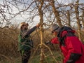 Young farmer pruning a tree with a straw hat using pruning shears, with an older farmer Royalty Free Stock Photo