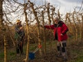 Young farmer pruning a tree with a straw hat using pruning shears, with an older farmer Royalty Free Stock Photo