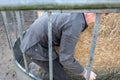 Young farmer seen filling a cow manger with fresh hay.