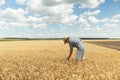 A young farmer in a shirt and a hat stands in the middle of an endless field of golden wheat against a blue sky. Copy Royalty Free Stock Photo