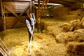 Young farmer is using wooden pitchfork in obsolete ancient wooden barn, straw bales Royalty Free Stock Photo