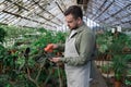 Young farmer wipes the large leaves of the plant with damp cloth. Gardening, seedlings, farming, sales