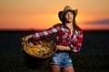 Young farmer woman harvesting corn Royalty Free Stock Photo