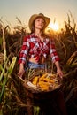 Young farmer woman harvesting corn Royalty Free Stock Photo