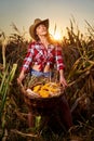 Young farmer woman harvesting corn Royalty Free Stock Photo