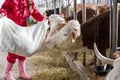 Farmer woman feeding cows in stable Royalty Free Stock Photo