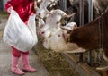 Farmer woman feeding cows in stable Royalty Free Stock Photo