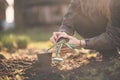 Young farmer woman replanting a seedlings in the garden. Hyacinth and muscat flower. Concept of gardening.