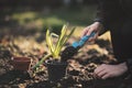 Young farmer woman replanting a seedlings in the garden. Hyacinth and muscat flower. Concept of gardening.