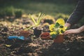 Young farmer woman replanting a seedlings in the garden. Hyacinth and muscat flower. Concept of gardening.