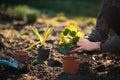 Young farmer woman replanting a seedlings in the garden. Hyacinth and muscat flower. Concept of gardening.