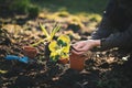 Young farmer woman replanting a seedlings in the garden. Hyacinth and muscat flower. Concept of gardening.