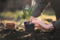 Young farmer woman replanting a seedlings in the garden. Hyacinth and muscat flower. Concept of gardening.