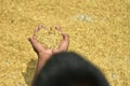 A young farmer& x27;s son holding a hand full of rice grains from his fields. Royalty Free Stock Photo