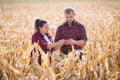 Farmers in corn fields during harvest Royalty Free Stock Photo
