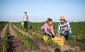 Young farmers crouching picking vegetables in field and old man carrying watering can behind Royalty Free Stock Photo