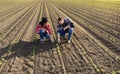 Young farmers examing planted corn Royalty Free Stock Photo