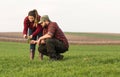 Young farmers examing planted young wheat during winter season Royalty Free Stock Photo