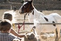 Young farmers family washing horses inside ranch Royalty Free Stock Photo