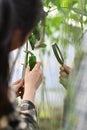 Young farmers inspect plant disease and insects with magnifying glass in organic farm.