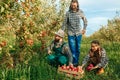 3 young farmers one squats pick apple from tree put box two more bring fruit other trees