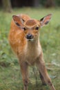 A young fawn