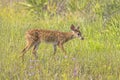Young Fawn, Baby Deer Walking In A Field