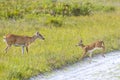 Young Fawn Running To Its Mother