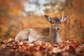 Young fawn european fallow deer lying down in autumn forest Royalty Free Stock Photo
