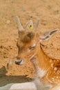 Young fawn Fallow deer, dama dama Royalty Free Stock Photo