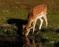 Young fawn of fallow deer, a male drinking water in a forest in Sweden