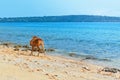 Javan Rusa deer on sea beach