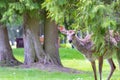 The curious look of a young deer from behind the branches of a tree in a spring park Royalty Free Stock Photo