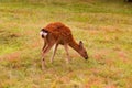 Young fawn of spotted color eating green grass on lawn Royalty Free Stock Photo