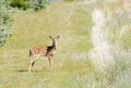 Young fawn Whitetail deer Odocoilus virginianus