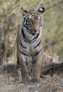 Young Femal tiger at Bandhavgarh National Park