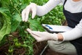 Young female agriculture engineer inspecting plants Royalty Free Stock Photo