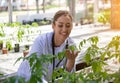 Young female agronomist holding monitoring tomato plant in greenhouse Royalty Free Stock Photo