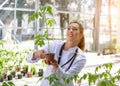 Young female agronomist holding monitoring tomato plant in greenhouse Royalty Free Stock Photo