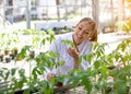 Young female agronomist holding monitoring tomato plant in greenhouse Royalty Free Stock Photo